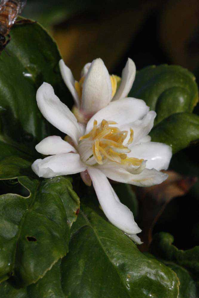                Flower (S-1, Riverside, CA)       